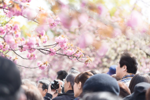 東金市の桜まつりは、お茶会や撮影会・夜にはライトアップ・花火などイベントが盛りだくさん！
