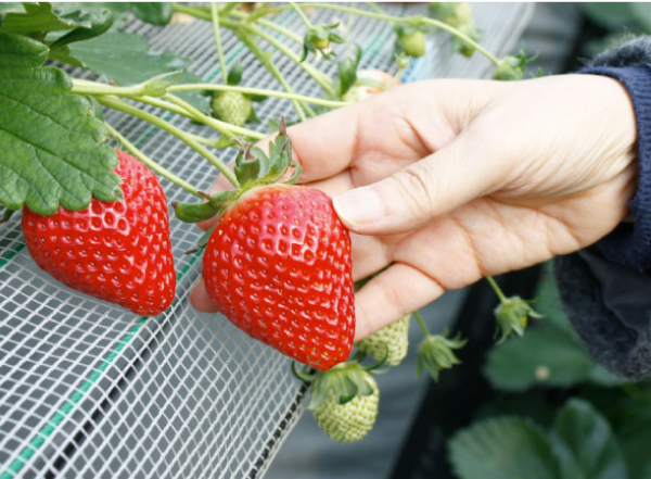 山武市 苺狩り（山武市）
